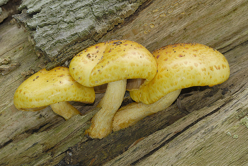 Pholiota adiposa